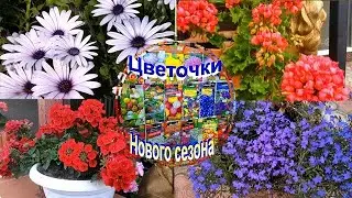 НОВИНКИ сезона. Сеем цветы на рассаду. Советуемся и советуем