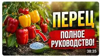 Главные ошибки при выращивании перца — разбираю по этапам