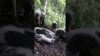 Nestlings of a Black Stork (Ciconia Nigra). From the ringer's view.
