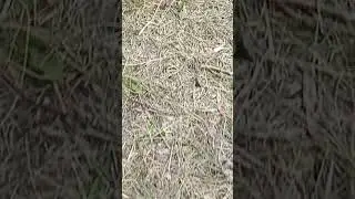 Муравьиная армия несут крошки хлеба 🐜🍞🐜