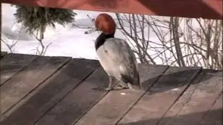 beautiful red headed duck