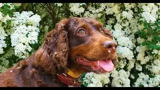 Walking with a dog in nature. Filmed on Samsung S10 plus