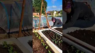 Quick & Easy DIY Pea Trellis 