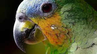 ANIMALS ARE AWESOME!!! (30)