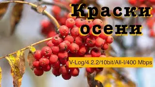 Краски осени (GH5 V-Log/4.2.2/10bit/All-I/400 Mbps/25 p/4K test)