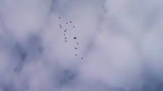 Пермские голуби.