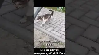 спас котёнка #спасениекошки #животные