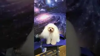 Cute little white puppy #shorts