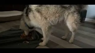 Husky Guarding the Bone 😂