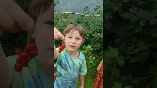 Предают смородину #многодетнаясемья