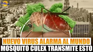 NUEVO MOSQUITO AMENAZA A RD CON VIRUS ¿FUE CREADO? (MIRA COMO CUIDARTE DE ESTA AMENAZA)