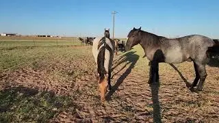 MA Quarter Horses,  Part 1 of yearling colts and 3 two year olds