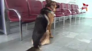 Паула ищет закладку в аэропорту Ижевска