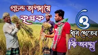 প্রচন্ড তাপদাহে কৃষক ও ধান ক্ষেতের কি অবস্থা