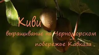 Киви - выращивание на Черноморском побережье Кавказа