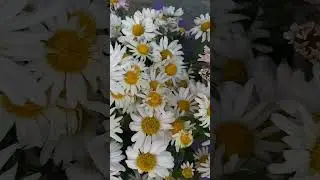 🍃🌼Wonderful camomile  chrysanthemums flowers🌼🍃#shorts #flowers #chrysanthemums