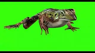 FROG #9  || GREEN SCREEN  || ANIMATION  || FREE 3D
