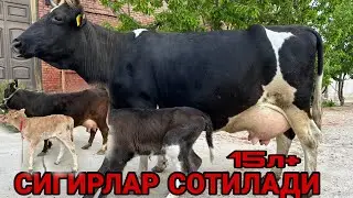 СУТЛАРИ 15 ТАДАН ОЛА ШВЕД КОРА 3 ТА СИГИРЛАР СОТИЛАДИ SOTILADIGON SIGORLAR NARXLARI 22 апреля 2024 г