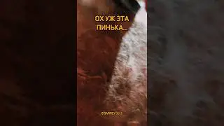 когда у вас линяют лошади?✨