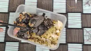 Ngeloloh Anakan Gelatik Jawa Dan Zebra Finch