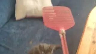 как я захуярил кота мухобойкой