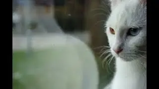 Racist Cat Trump Cat Supporter