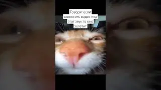 #котики #рек #cat   #edit #ufc #funny #рекомендации