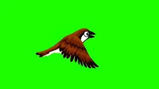 Bird walk flying and talk green screen #greenscreen#greenscreenvideo #bird #birdstory #hindistories