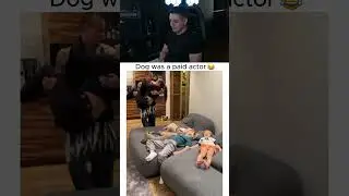 Dog was a paid actor 😂