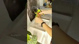Пересадка детки Аглаонемы #aroid #ароидные #аглаонема