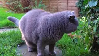 放轻松🎻🐱  那只憨肥的英短蓝猫
