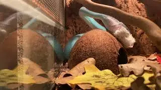 Trimeresurus insularis feeding кормление голубой куфии