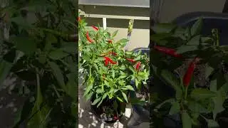 Для тех кто любит остренькое🌶️😉