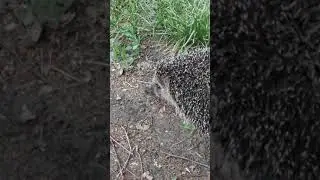 Почти приветливый ежик