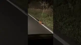 🦊Лисенок отбился от стаи