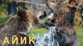 АЙИКЛАР ХАКИДА ТОП ФАКТЛАР
