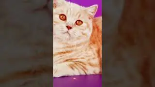 Крапивка|Эдит|Коты воители.