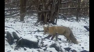 Fox Vulpes vulpes