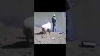 Из серии.. 