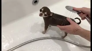 How are Chihuahua washed? Fondue swims and swims through the air