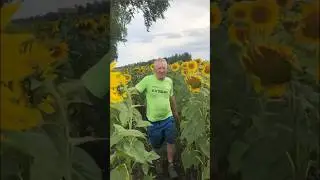 Подсолнухи