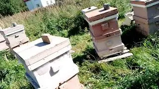 2023 закормка сиропом с тимолом