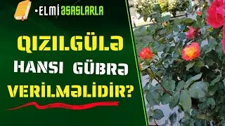 🌹 Qızılgülə hansı gübrə verilməlidir?Qızılgül qulluqu. #bitkicilikalemi  #florist  #qızılgül #rose