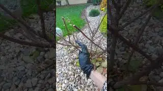 Правильная обрезка гортензии метельчатой осенью🍁🍂🍁