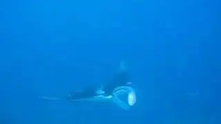 Manta at Mudhakan - Maldives 3