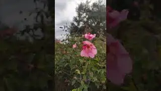 Mutabilis Rose