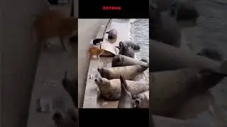 Морские котики 