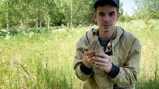 ОТПУСТИЛ ДИКОГО ЗАЙЦА ОБРАТНО В ЛЕС🍀