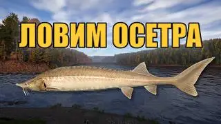РР4 СТРИМ • ФАРМИМ СЕРЕБРО НА ОСЕТРЕ ТУНГУСКА •   РУССКАЯ РЫБАЛКА 4