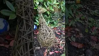 First time willow weaving a birdy!